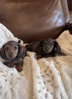 Loretta’s 🤎🩷, a female Miniature Dachshund for sale in Priddy, TX – Photo 4 of 7