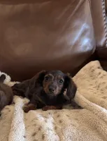 Loretta’s 🤎🩷, a female Miniature Dachshund for sale in Priddy, TX – Photo 1 of 7