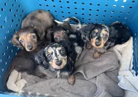 Loretta’s Girls 🩷🩷, a female Miniature Dachshund for sale in Priddy, TX – Photo 1 of 2