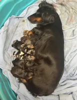 Loretta’s 🤎🩷, a female Miniature Dachshund for sale in Priddy, TX – Photo 6 of 7