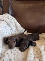 Loretta’s 🤎🩷, a female Miniature Dachshund for sale in Priddy, TX – Photo 3 of 7