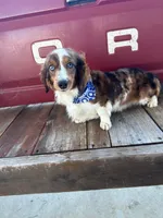 Loretta’s Girls 🩷🩷, a female Miniature Dachshund for sale in Priddy, TX – Photo 2 of 2