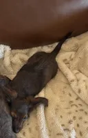 Loretta’s 🤎🩷, a female Miniature Dachshund for sale in Priddy, TX – Photo 2 of 7