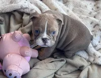 Kay T’s 🩷 F2, a female English Bulldog for sale in Priddy, TX – 9 of 9