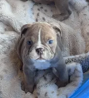Kay T’s 🩷 F2, a female English Bulldog for sale in Priddy, TX – 6 of 9