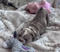 Kay T’s 🩷 F1, a female English Bulldog for sale in Priddy, TX – 8 of 10