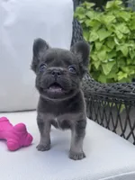 Poppy’s 💙🤎🩷, a female French Bulldog for sale in Priddy, TX – 1 of 10