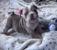 Kay T’s 🩷 F1, a female English Bulldog for sale in Priddy, TX – 5 of 10