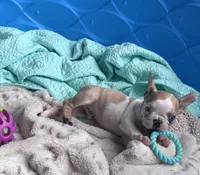 Lola’s 🧡🤍3, a male French Bulldog for sale in Priddy, TX – Photo 6 of 8