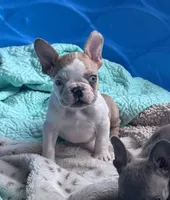 Lola’s 🧡🤍3, a male French Bulldog for sale in Priddy, TX – Photo 2 of 8