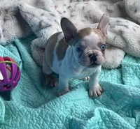 Lola’s 🧡🤍3, a male French Bulldog for sale in Priddy, TX – Photo 7 of 8