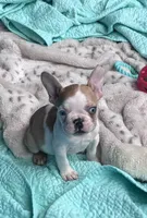 Lola’s 🧡🤍3, a male French Bulldog for sale in Priddy, TX – Photo 1 of 8