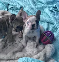 Lola’s 🧡🤍3, a male French Bulldog for sale in Priddy, TX – Photo 5 of 8