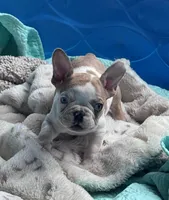 Lola’s 🧡🤍3, a male French Bulldog for sale in Priddy, TX – Photo 4 of 8