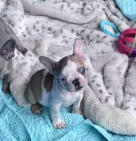 Lola’s 🧡🤍3, a male French Bulldog for sale in Priddy, TX – Photo 3 of 8