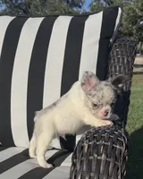 Indi’s M1, a male French Bulldog for sale in Priddy, TX – 2 of 10