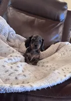 🤎 READY NOW 💙, a male Miniature Dachshund for sale in Priddy, TX – 3 of 10