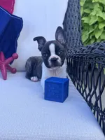 Panda’s M3 🖤🤎, a male Frenchton for sale in Priddy, TX – 4 of 10