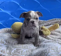 Kay T’s M5, a male English Bulldog for sale in Priddy, TX – 2 of 5