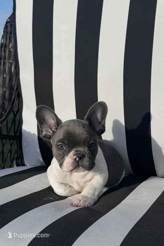 Indi’s M2 – French Bulldog puppy for sale in Priddy, TX