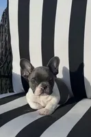 Indi’s M2, a male French Bulldog for sale in Priddy, TX – 1 of 3