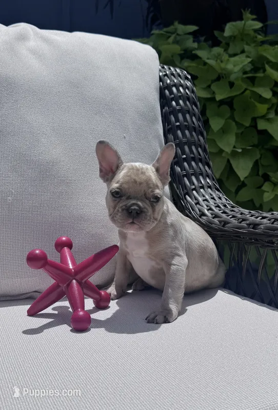 Poppy’s 💙 – French Bulldog puppy for sale in Priddy, TX