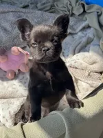 Cruella’s 🤎 , a male French Bulldog for sale in Priddy, TX – 6 of 6