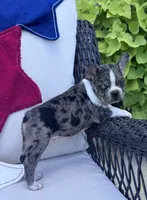 Panda’s M1 💙, a male Frenchton for sale in Priddy, TX – 7 of 10