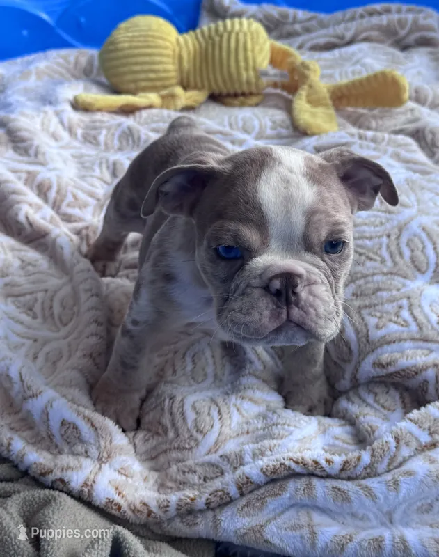 Kay T’s M5 – English Bulldog puppy for sale in Priddy, TX