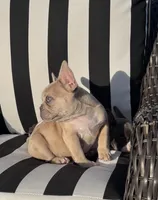 Indi’s M3, a male French Bulldog for sale in Priddy, TX – 3 of 10