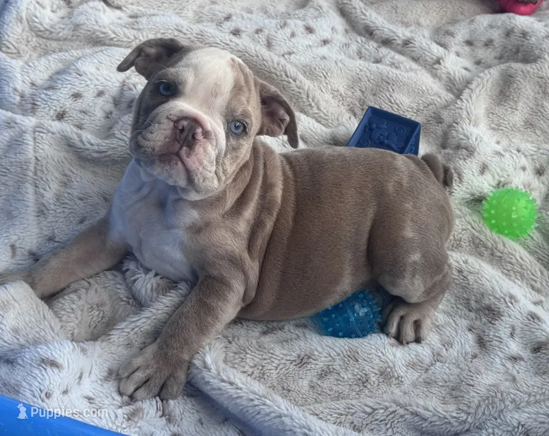Kay T’s 🩷 F3 – English Bulldog puppy for sale in Priddy, TX