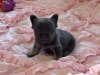 Poppy’s 💙🤎🩷, a female French Bulldog for sale in Priddy, TX – 7 of 10