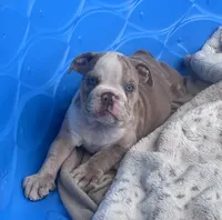Kay T’s 🩷 F3, a female English Bulldog for sale in Priddy, TX – 2 of 6