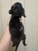 Ready now 🩷, a female Miniature Dachshund for sale in Priddy, TX – Photo 8 of 8