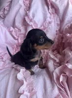 Ready now 🩷, a female Miniature Dachshund for sale in Priddy, TX – Photo 5 of 8