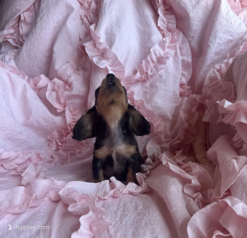 Ready now 🩷 – Miniature Dachshund puppy for sale in Priddy, TX
