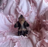 Ready now 🩷, a female Miniature Dachshund for sale in Priddy, TX – Photo 1 of 8