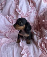 Ready now 🩷, a female Miniature Dachshund for sale in Priddy, TX – Photo 2 of 8