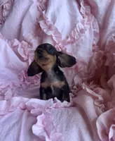 Ready now 🩷, a female Miniature Dachshund for sale in Priddy, TX – Photo 3 of 8