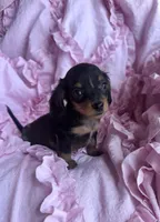 Ready now 🩷, a female Miniature Dachshund for sale in Priddy, TX – Photo 6 of 8