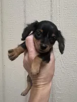 Ready now 🩷, a female Miniature Dachshund for sale in Priddy, TX – Photo 7 of 8