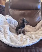 🤎 READY NOW 💙, a male Miniature Dachshund for sale in Priddy, TX – 5 of 10