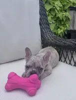 Poppy’s 💜 girl, a female French Bulldog for sale in Priddy, TX – 3 of 8