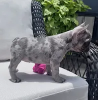 Poppy’s 🩵 girl, a female French Bulldog for sale in Priddy, TX – 6 of 10