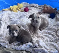 Kay T’s 💜 M4, a male English Bulldog for sale in Priddy, TX – 5 of 5