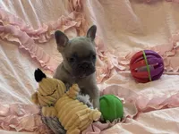Poppy’s 💜 fawn, a female French Bulldog for sale in Priddy, TX – 8 of 10