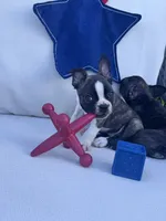 Panda’s M3 🖤🤎, a male Frenchton for sale in Priddy, TX – 3 of 10