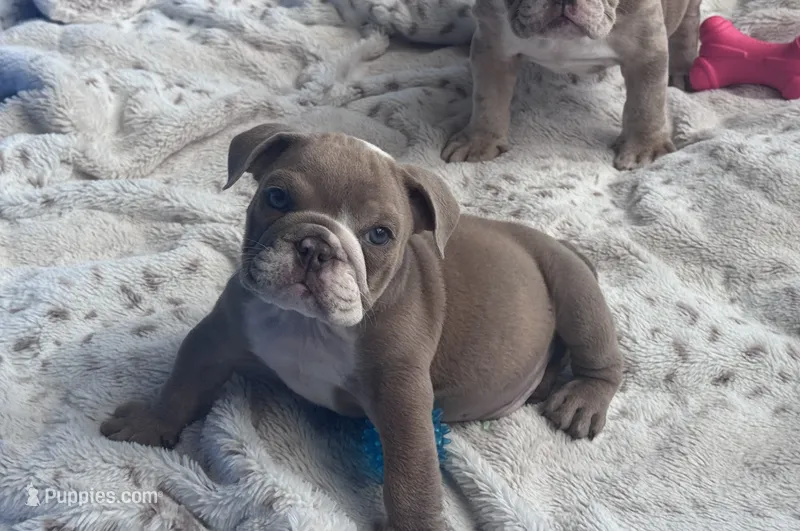 Kay T’s 💜 M4 – English Bulldog puppy for sale in Priddy, TX