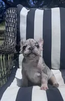 Annie’s 🩷2, a female French Bulldog for sale in Priddy, TX – 5 of 9