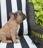 Jewels M2, a male French Bulldog for sale in Priddy, TX – 3 of 7